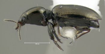 Media type: image;   Entomology 602171 Aspect: habitus lateral view